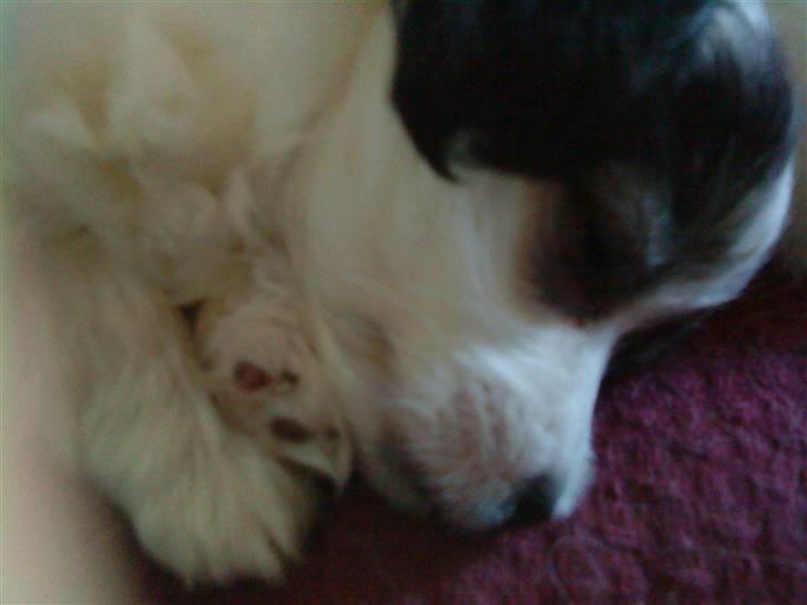 Blanding af racer Gizmo - her er han træt efter leg billede 2