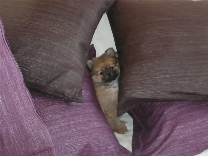 Pomeranian Nala billede 5