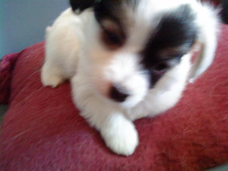 Blanding af racer Gizmo - 6 uger gammel (: billede 3