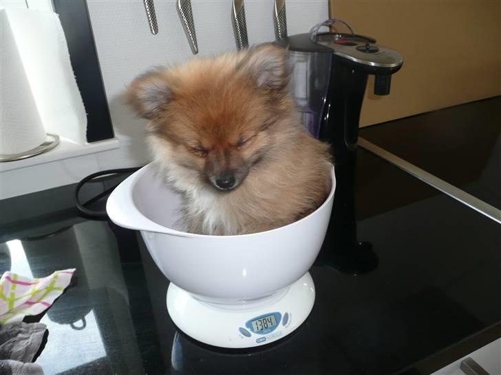 Pomeranian Nala billede 6