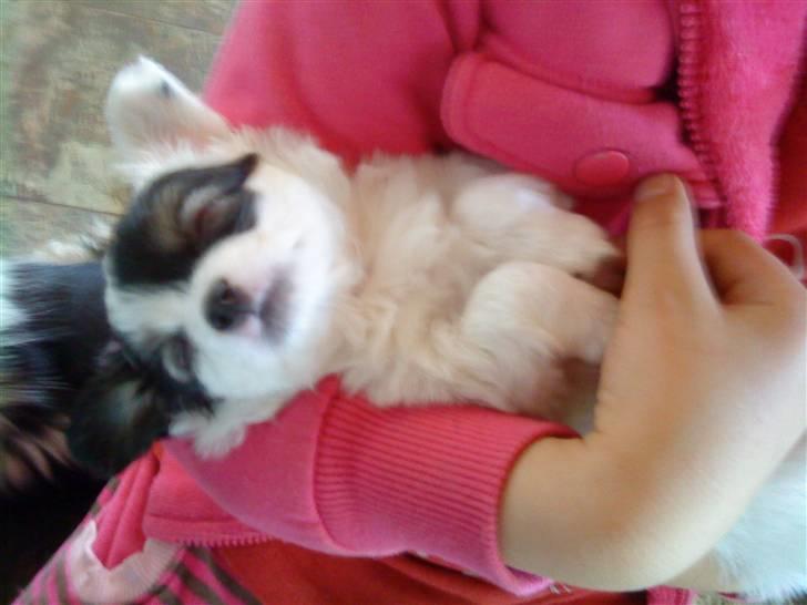 Blanding af racer Gizmo - Godnaat moar<3 billede 4