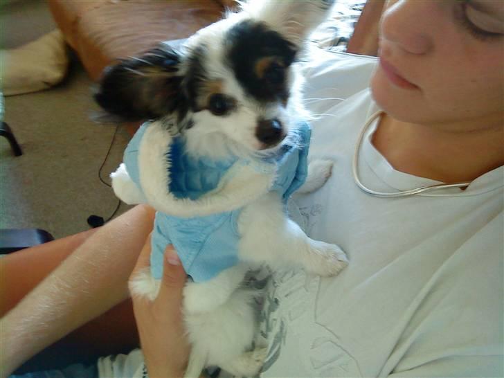 Blanding af racer Gizmo - se ham liie .<3 billede 5