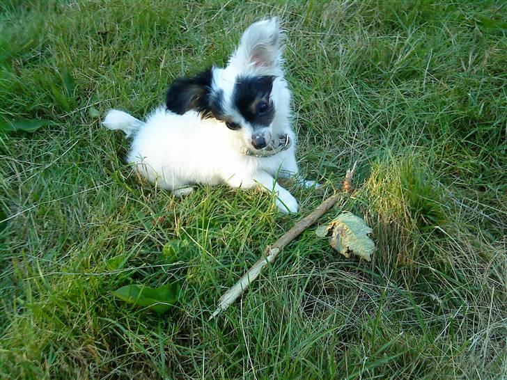 Blanding af racer Gizmo - jeg er såå sød billede 6