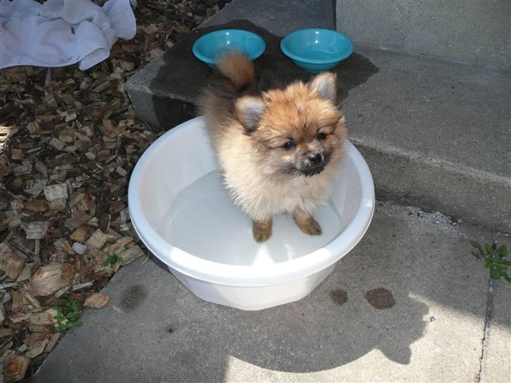 Pomeranian Nala billede 7