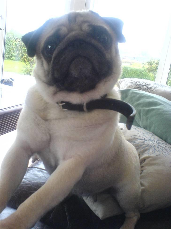 Mops kiss me R.I.P 27/7-2010 - smukke kisser <3 min lille pige  billede 10
