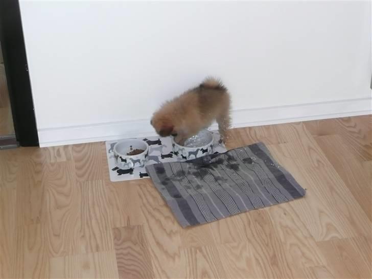 Pomeranian Nala billede 8