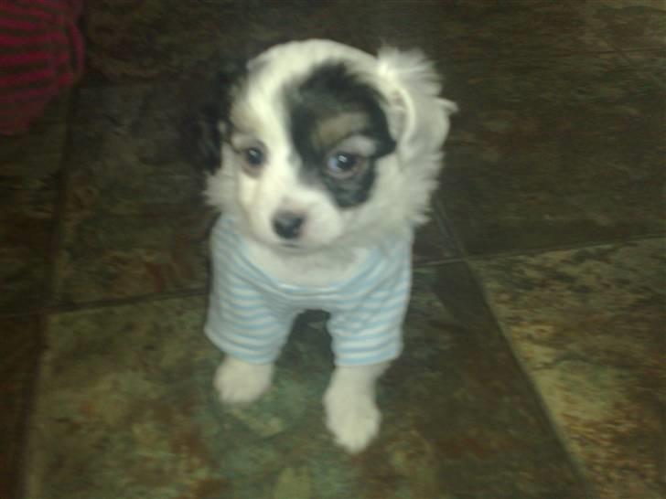 Blanding af racer Gizmo - se hvor sød jeg er billede 8