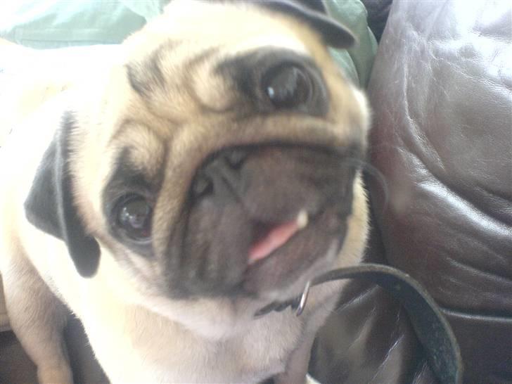 Mops kiss me R.I.P 27/7-2010 - lille skaat <3 billede 11