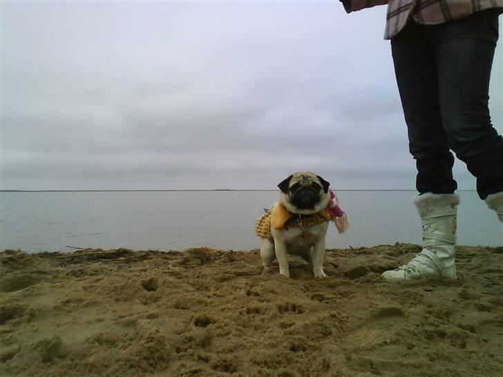 Mops kiss me R.I.P 27/7-2010 - kisser på stranden <3 billede 12