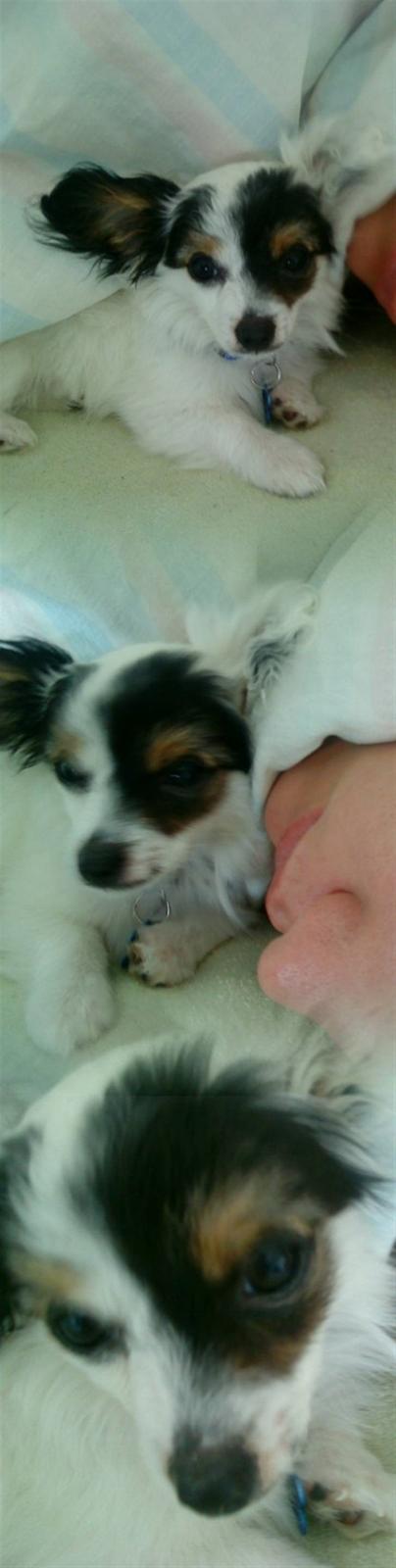 Blanding af racer Gizmo - gizmo 3.5 måneder  billede 9