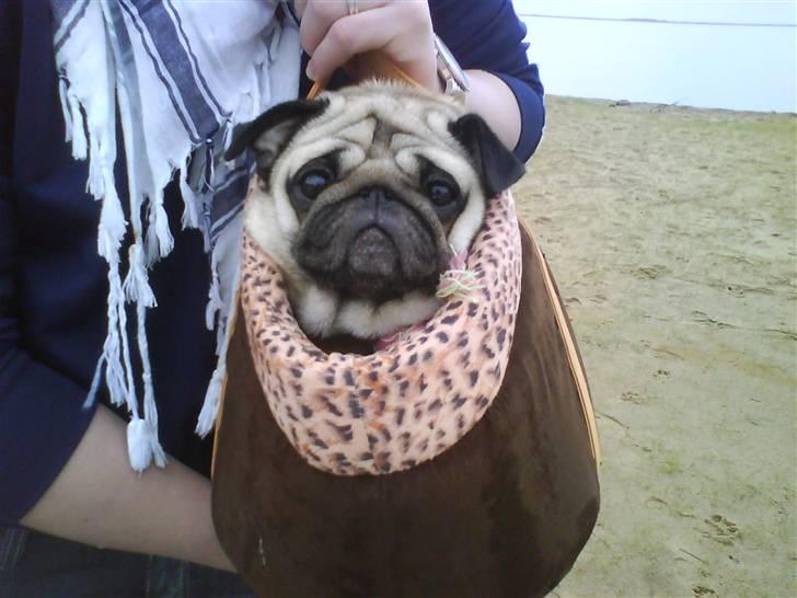 Mops kiss me R.I.P 27/7-2010 - kisser har lige været ude og bade så hun fryser lidt <3 og så ere det jo godt med sin taske. billede 13