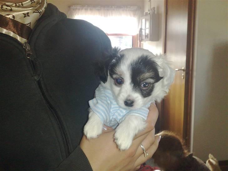 Blanding af racer Gizmo - han er så dejlig billede 10