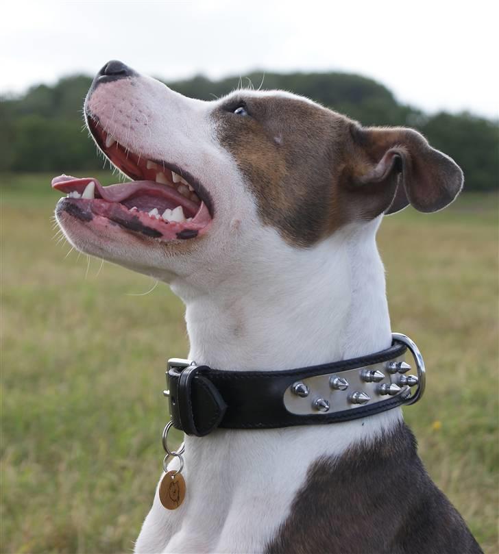 Amerikansk staffordshire terrier Balto billede 3