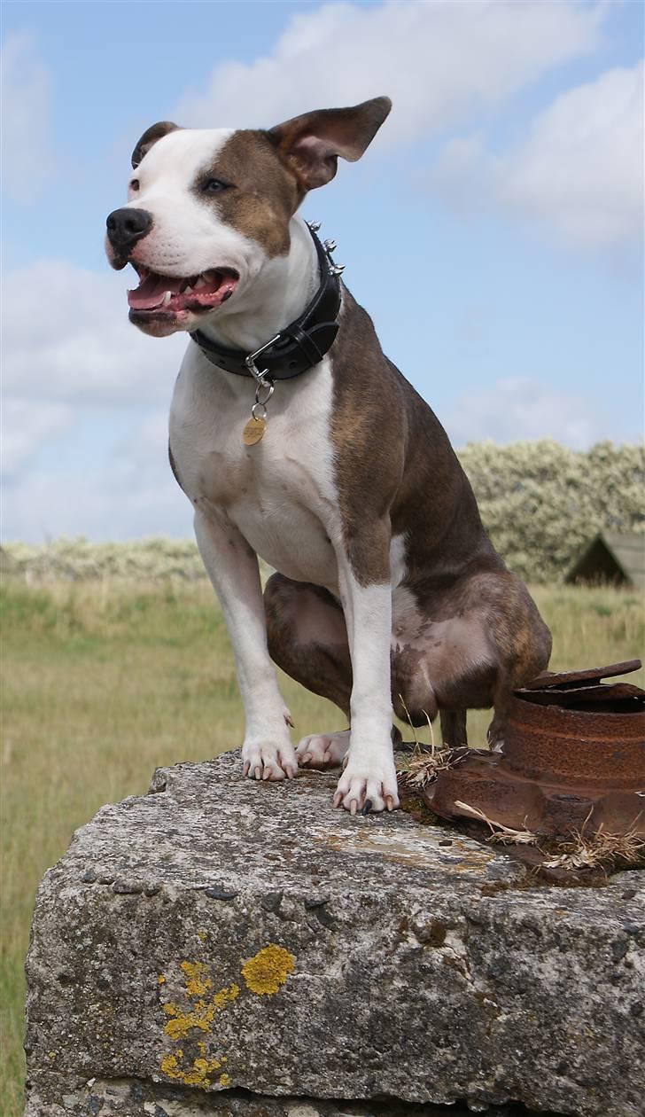 Amerikansk staffordshire terrier Balto billede 4