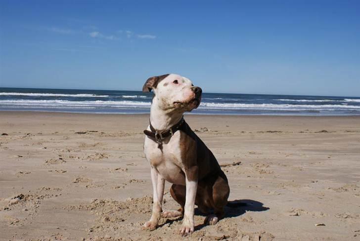 Amerikansk staffordshire terrier Balto billede 5