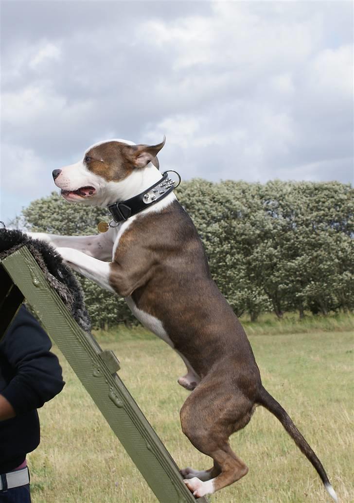 Amerikansk staffordshire terrier Balto billede 6