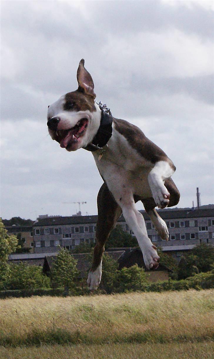 Amerikansk staffordshire terrier Balto billede 7