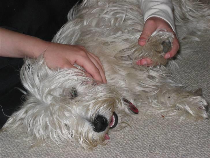 West highland white terrier Mollie *DØD* <3 - M O L L I E <3 billede 4