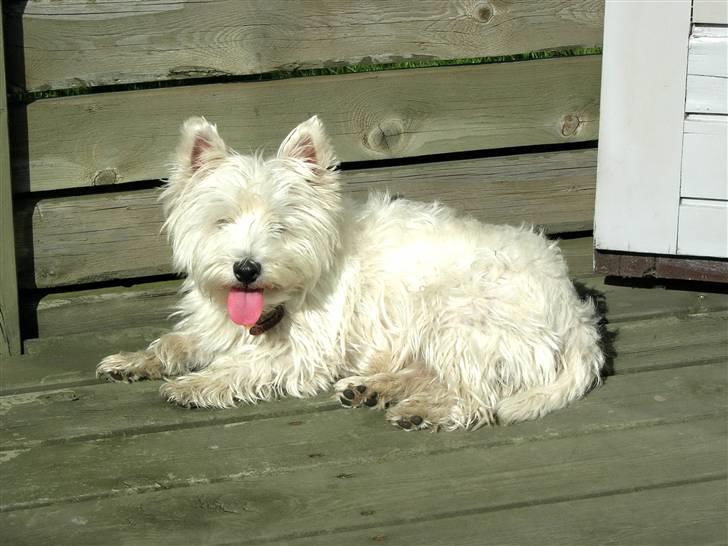West highland white terrier Mollie *DØD* <3 - M O L L I E <3 i sommers (; billede 5