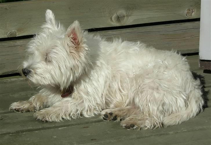 West highland white terrier Mollie *DØD* <3 - M O L L I E (;  igen igen (; billede 6