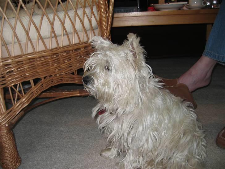 West highland white terrier Mollie *DØD* <3 billede 7