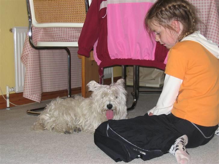 West highland white terrier Mollie *DØD* <3 - M O L L I E & jeg (; billede 8