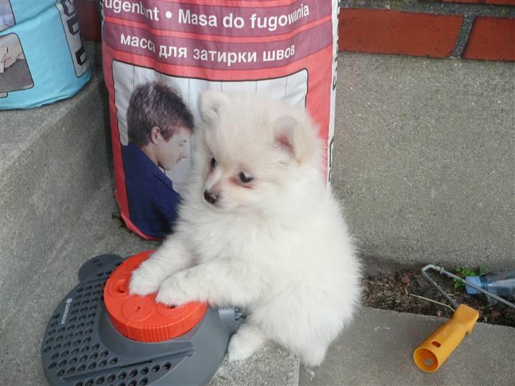 Pomeranian Lullu billede 2