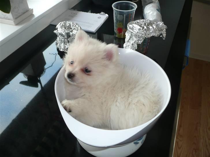 Pomeranian Lullu billede 3