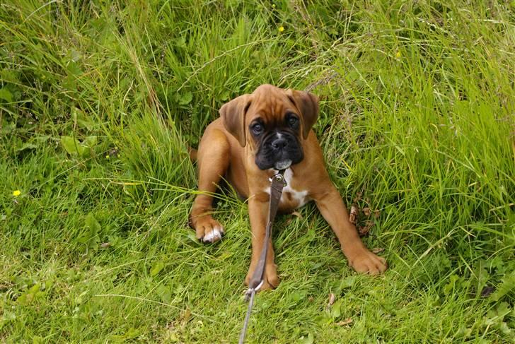 Boxer Lukas billede 1