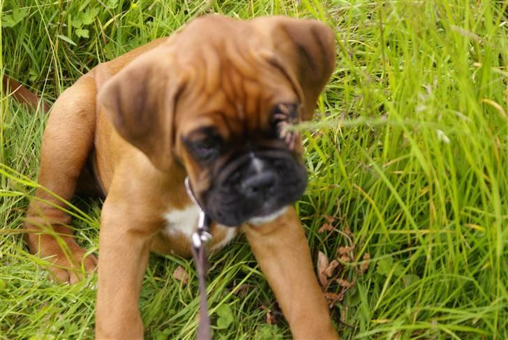 Boxer Lukas billede 2