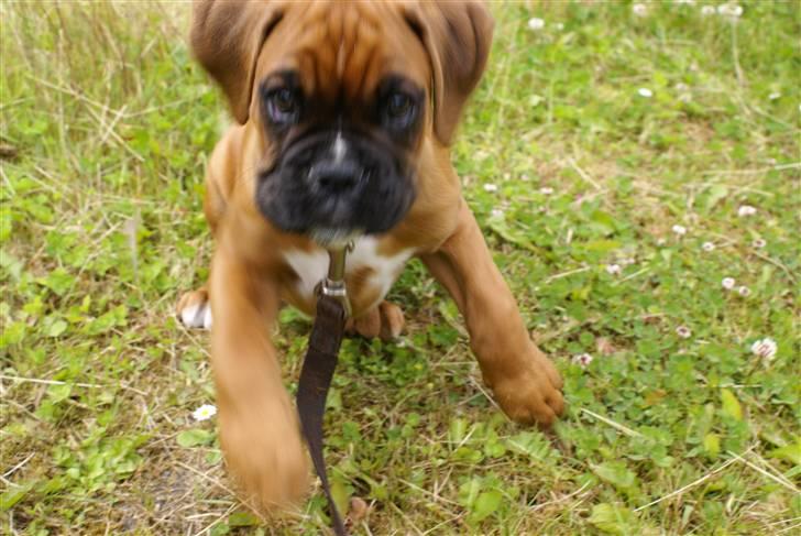 Boxer Lukas billede 3