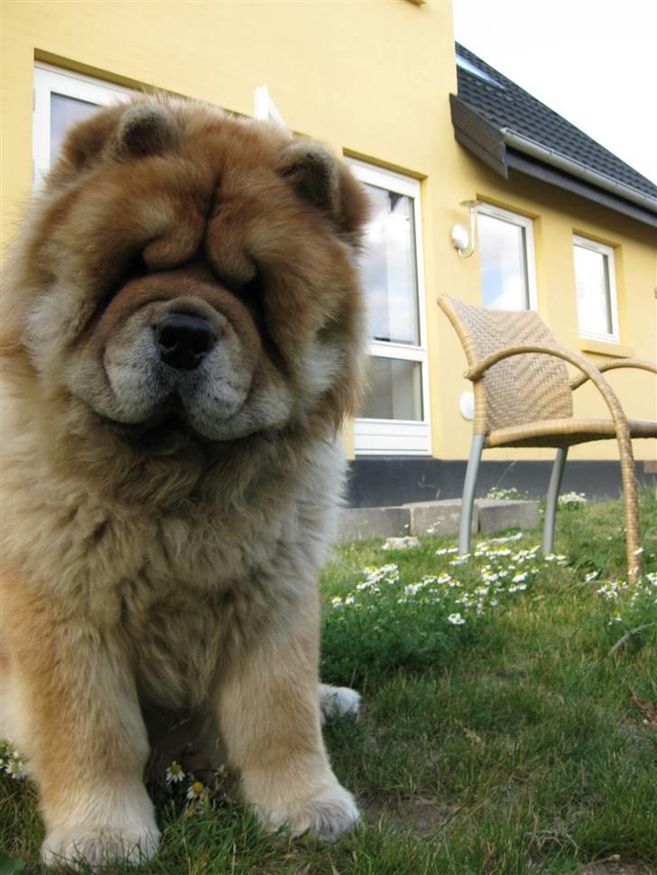 Chow chow Bidachows Kappa billede 10
