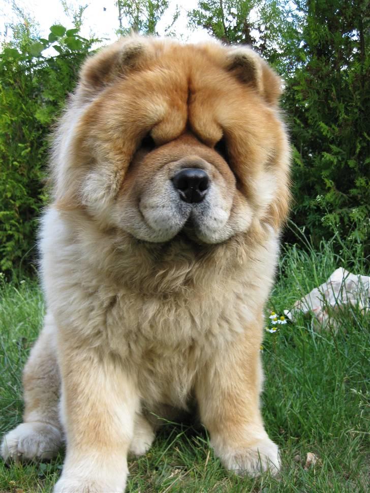 Chow chow Bidachows Kappa billede 11