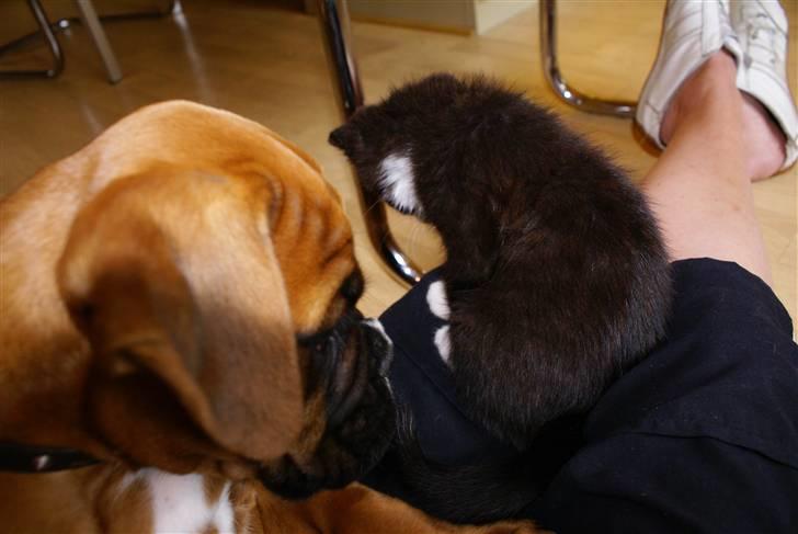 Boxer Lukas billede 4