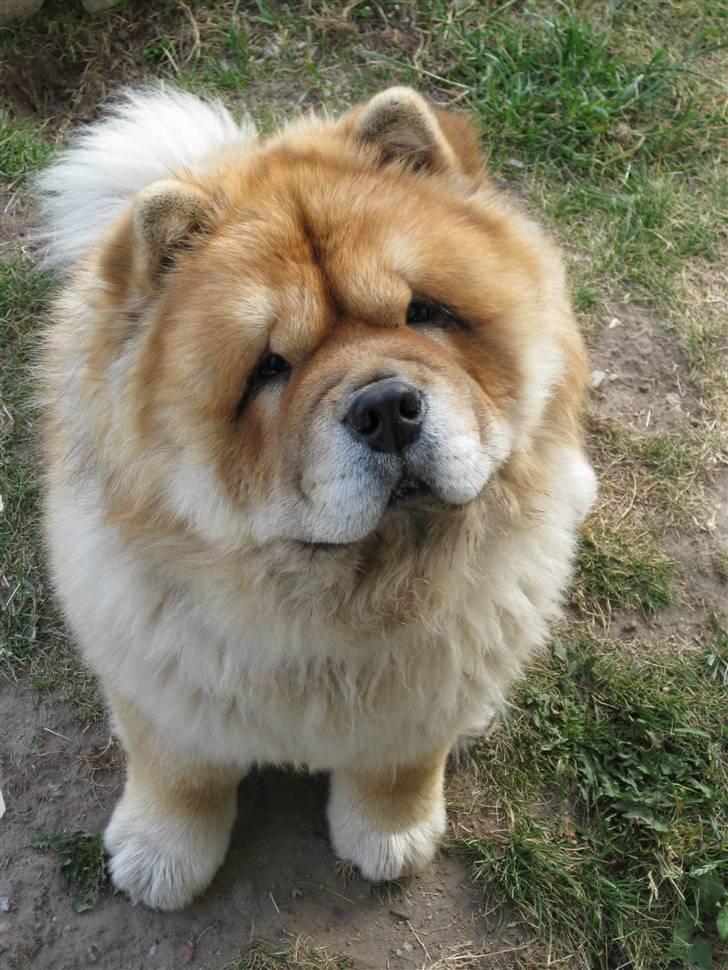 Chow chow Bidachows Kappa billede 12