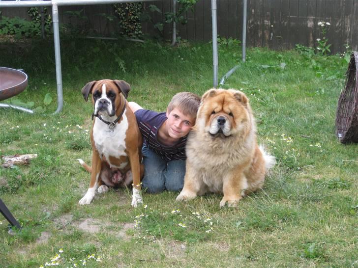 Chow chow Bidachows Kappa billede 13