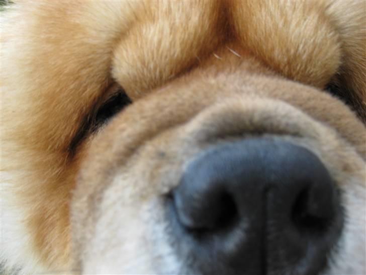 Chow chow Bidachows Kappa billede 14