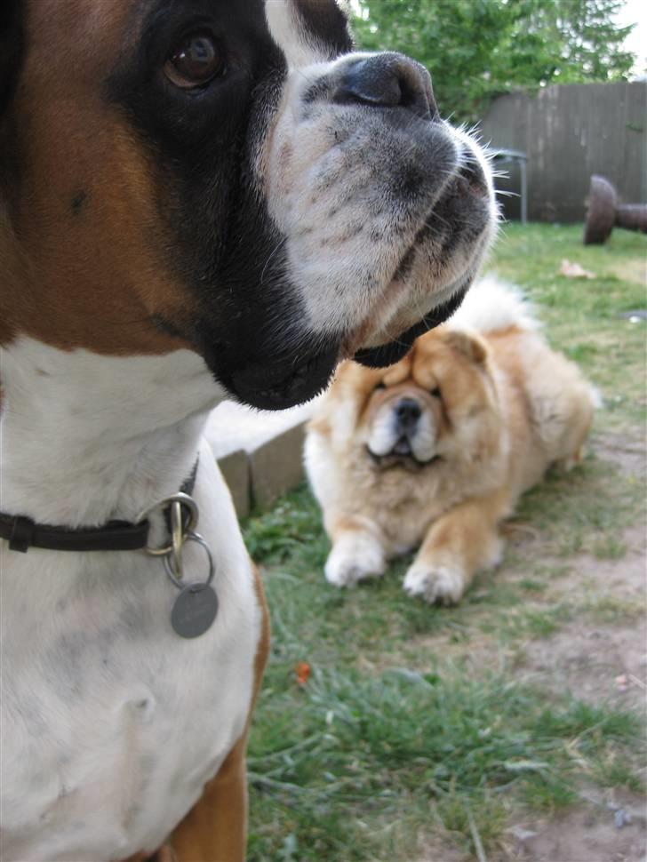 Chow chow Bidachows Kappa billede 15