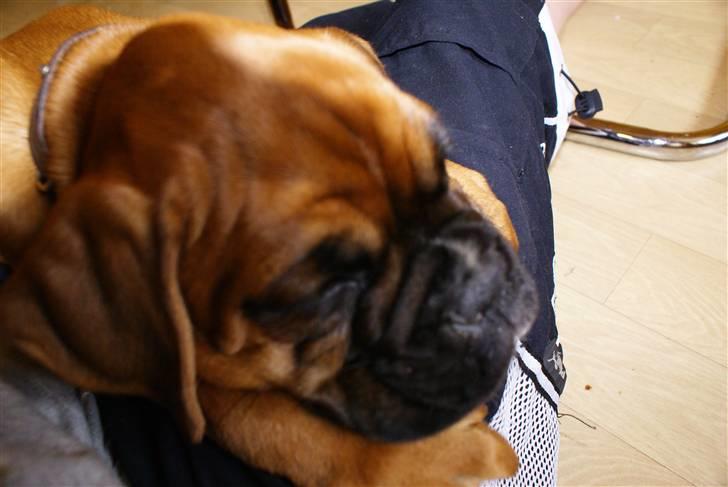 Boxer Lukas billede 5