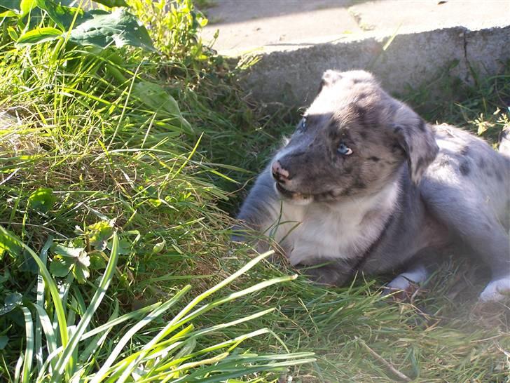 Border collie Rooney billede 10