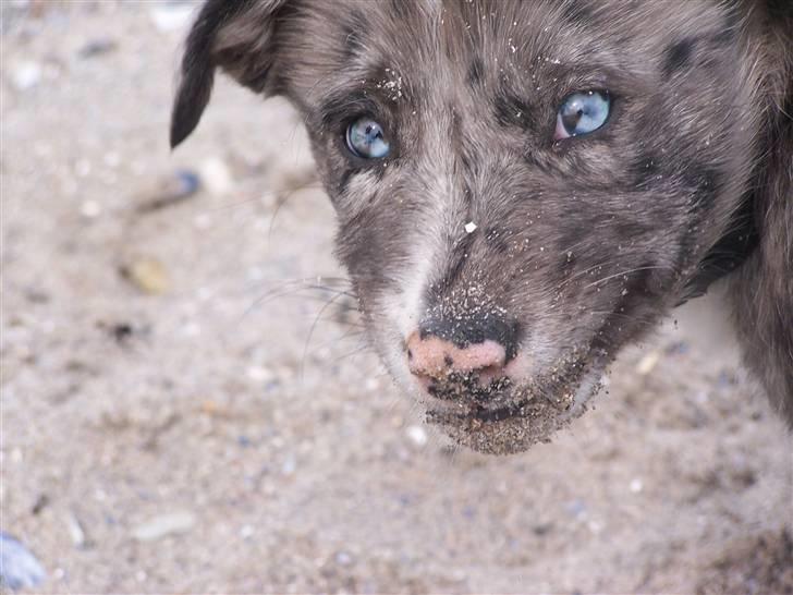 Border collie Rooney billede 11