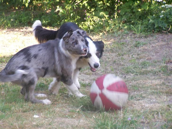 Border collie Rooney billede 12