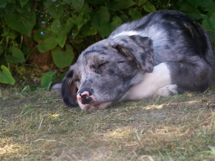 Border collie Rooney billede 13