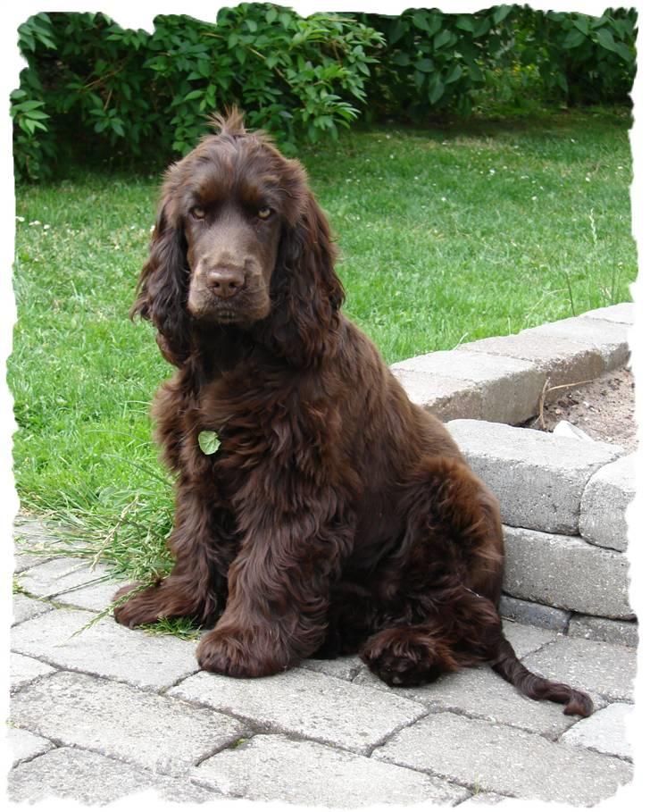 Cocker spaniel Choko billede 19