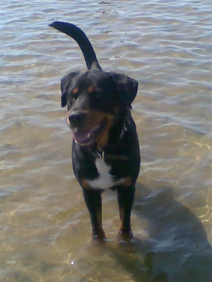 Blanding af racer Ricko billede 12