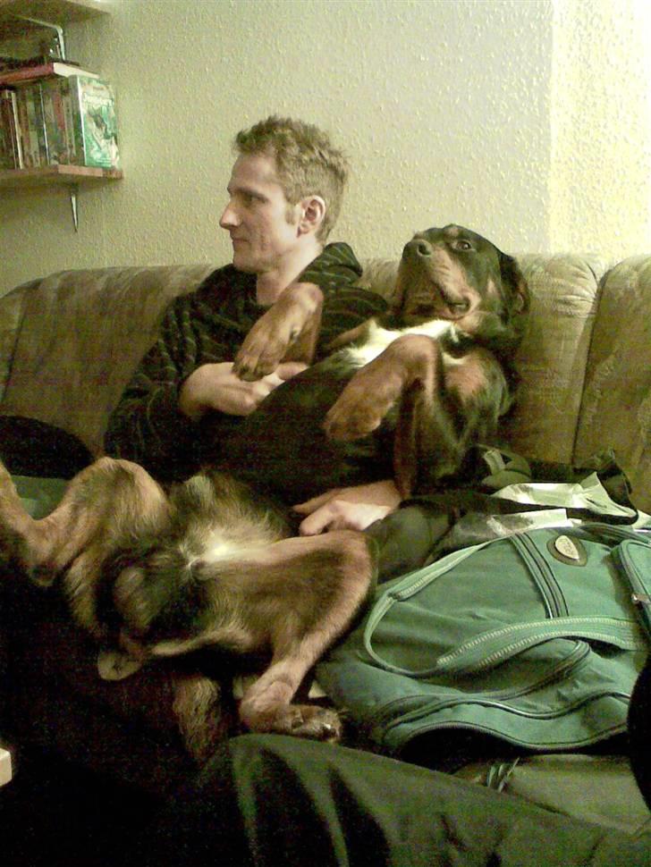 Blanding af racer Ricko - Hvem kaldte mig en hyggehund??? billede 13