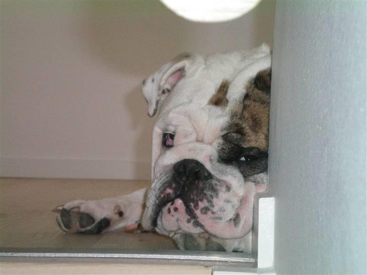 Engelsk bulldog Sumo billede 5