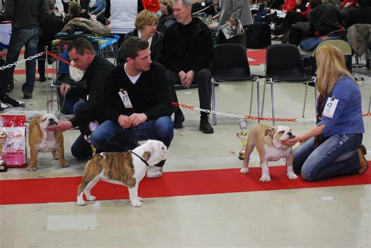 Engelsk bulldog Sumo billede 6