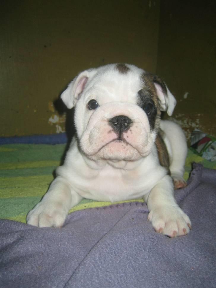 Engelsk bulldog Sumo billede 7