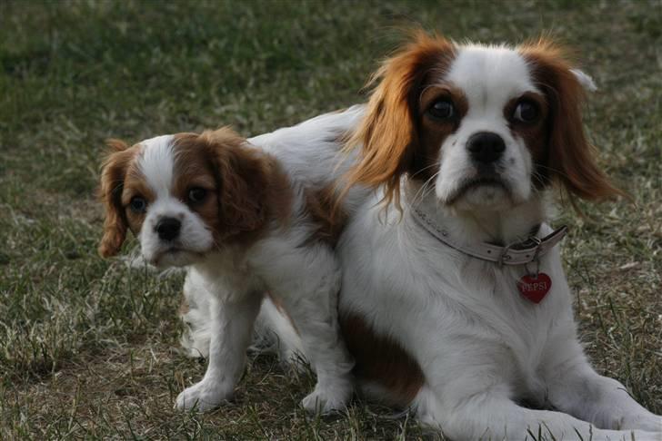 Cavalier king charles spaniel Pepsi - Pepsi med Hendes Søn Harry Potter billede 11